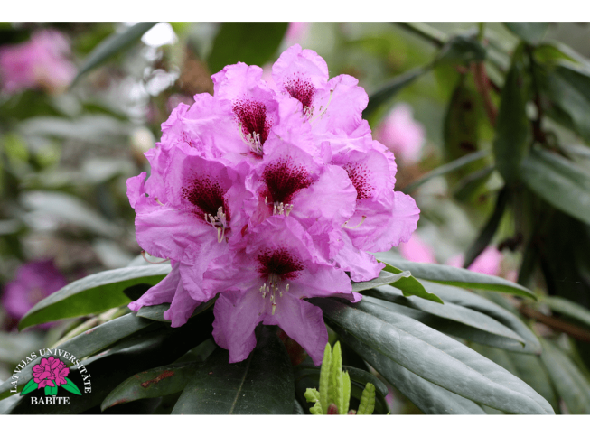 Rhododendron   'Kristaps Morbergs'